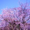 六義園 桜