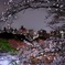 福岡 西公園夜桜②