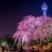 山下公園枝垂れ桜