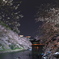 SAKURA Concerto