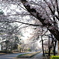 つくば遊歩道の桜(3)