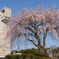 つくば遊歩道の桜(5)