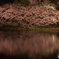 桜鏡