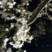 近所の桜