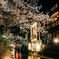 京の夜桜