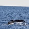 沖縄クジラ
