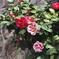 路傍の花