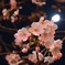 月夜に咲く