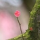 春いち凛