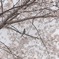DSCF0929