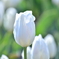 White tulip♪