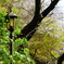鳩山会館5