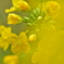 菜の花の夢