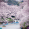 桜Ⅰ