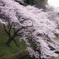 桜Ⅱ