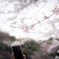 桜Ⅳ