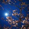 夜桜