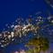 夜桜