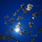 夜桜