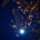 夜桜