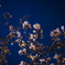 夜桜