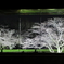 花便り　- 夜桜屏風 -