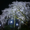 奥山田のしだれ桜