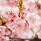 河津桜