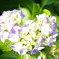 心温まる紫陽花