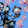 桜のある風景①