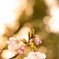 桜*