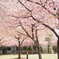 河津桜