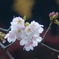 雨中の桜。