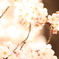 spring has come