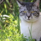 さっきの猫－その2
