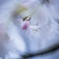 Cherry Blossoms