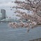 隅田川沿いの桜