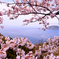 桜と日本海