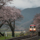 木知原駅の桜