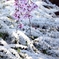 雪 波 花