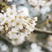 咲き始めの桜