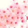 さくら満開