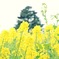 菜の花畑