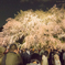 六義園のしだれ桜（夜桜）