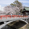 赤い橋と桜