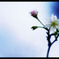 10月桜