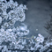 お月見夜桜