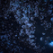 夜桜
