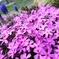 芝さくらも、忘れないで