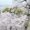 津山城 × 桜 ①